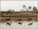 Okavango (923)